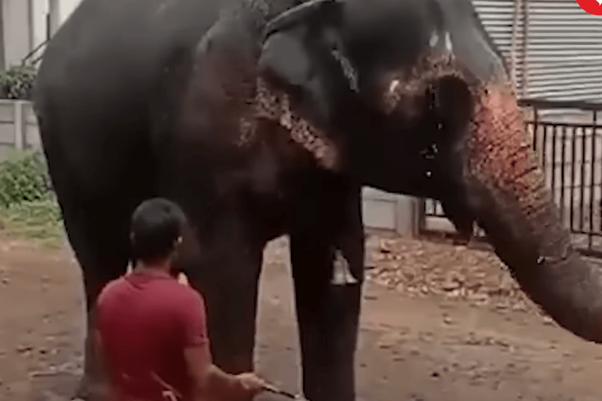 A temple elephant was finally rescued after decades of suffering and one priest's death. But locals now demand her return
