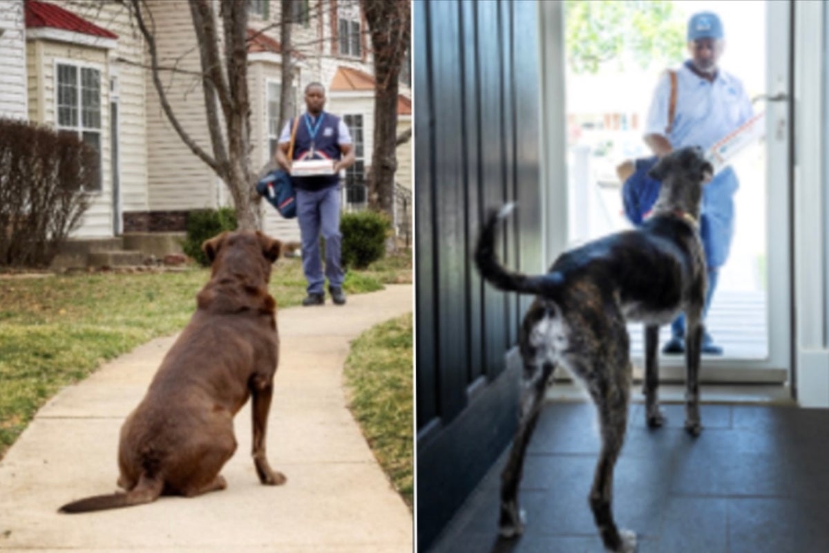 Dog attacks on USPS workers have reached a seven-year high. And one region is leading the way