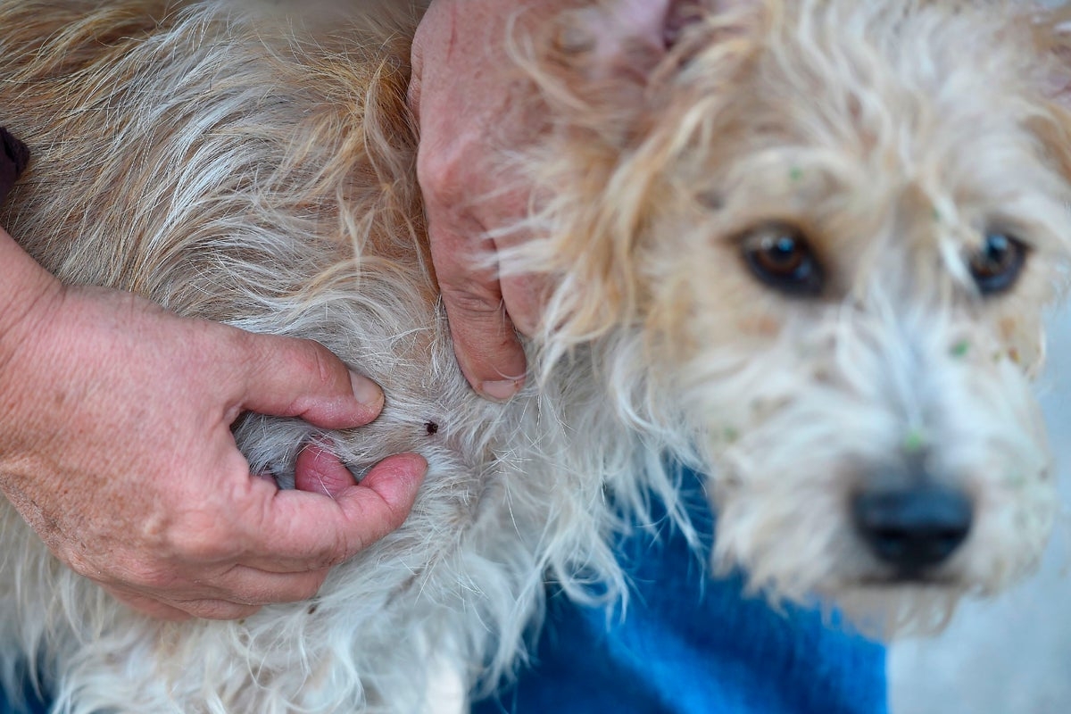 Is this tick season going to be America's worst yet? Here's what to know