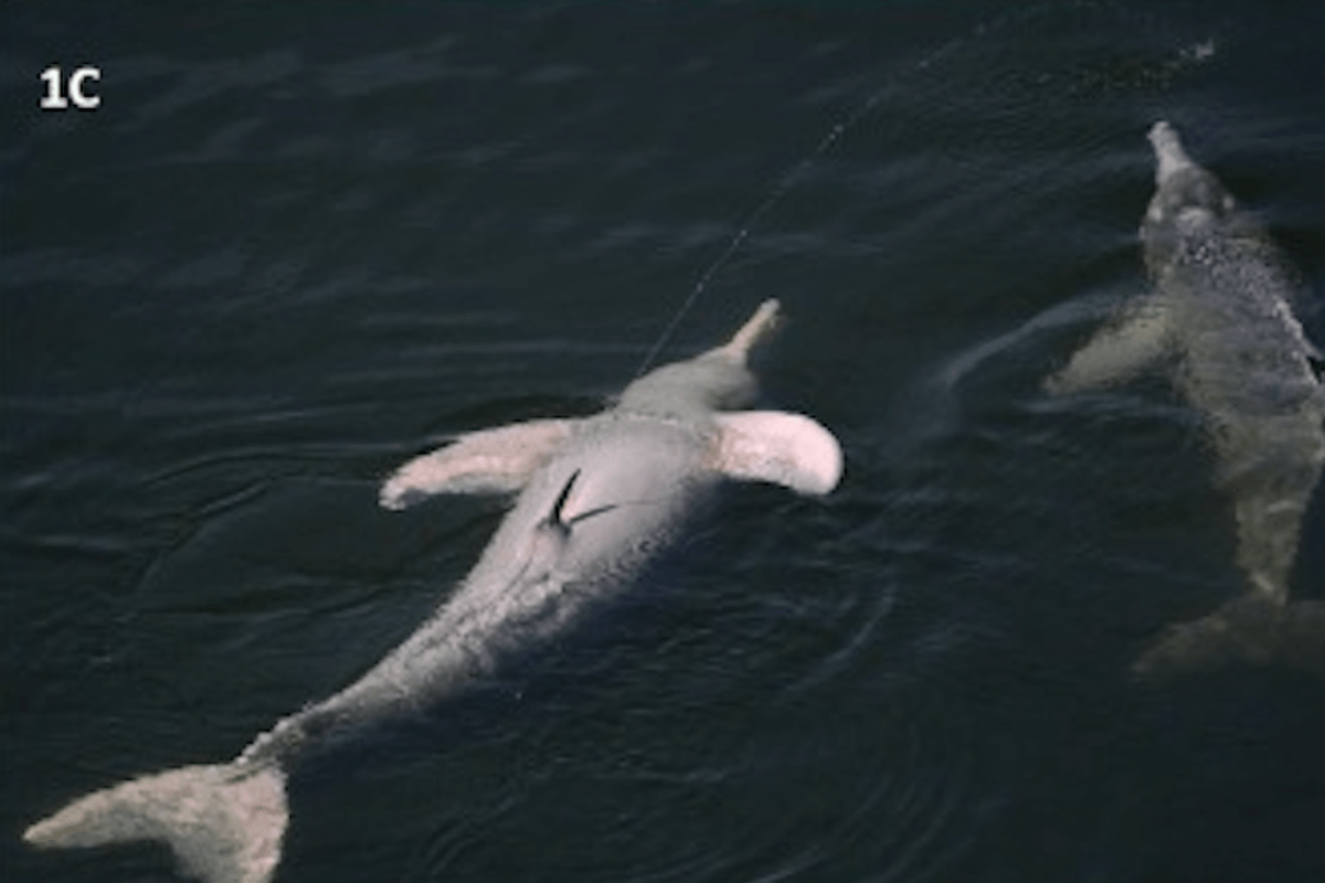 Scientists perplexed by strange urination routine of Amazon river dolphin