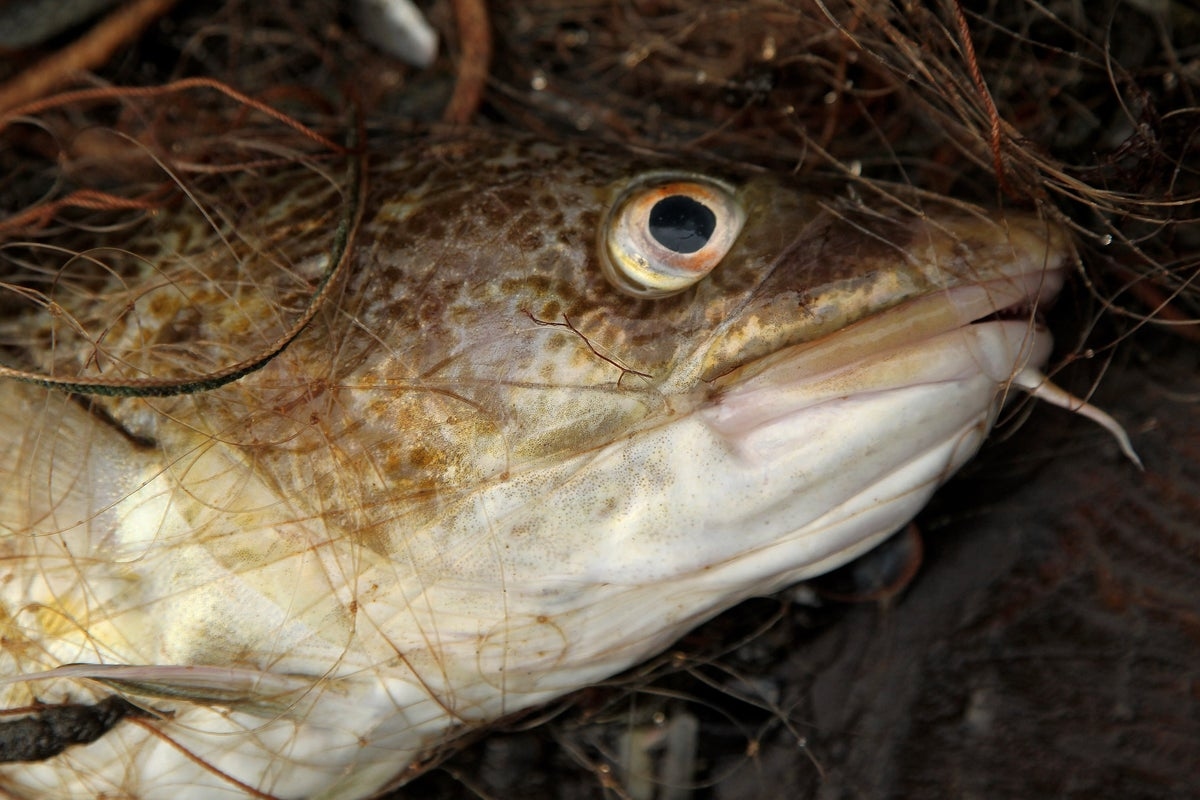 Humans have forced cod to shrink in size by half since 1990s, scientists find