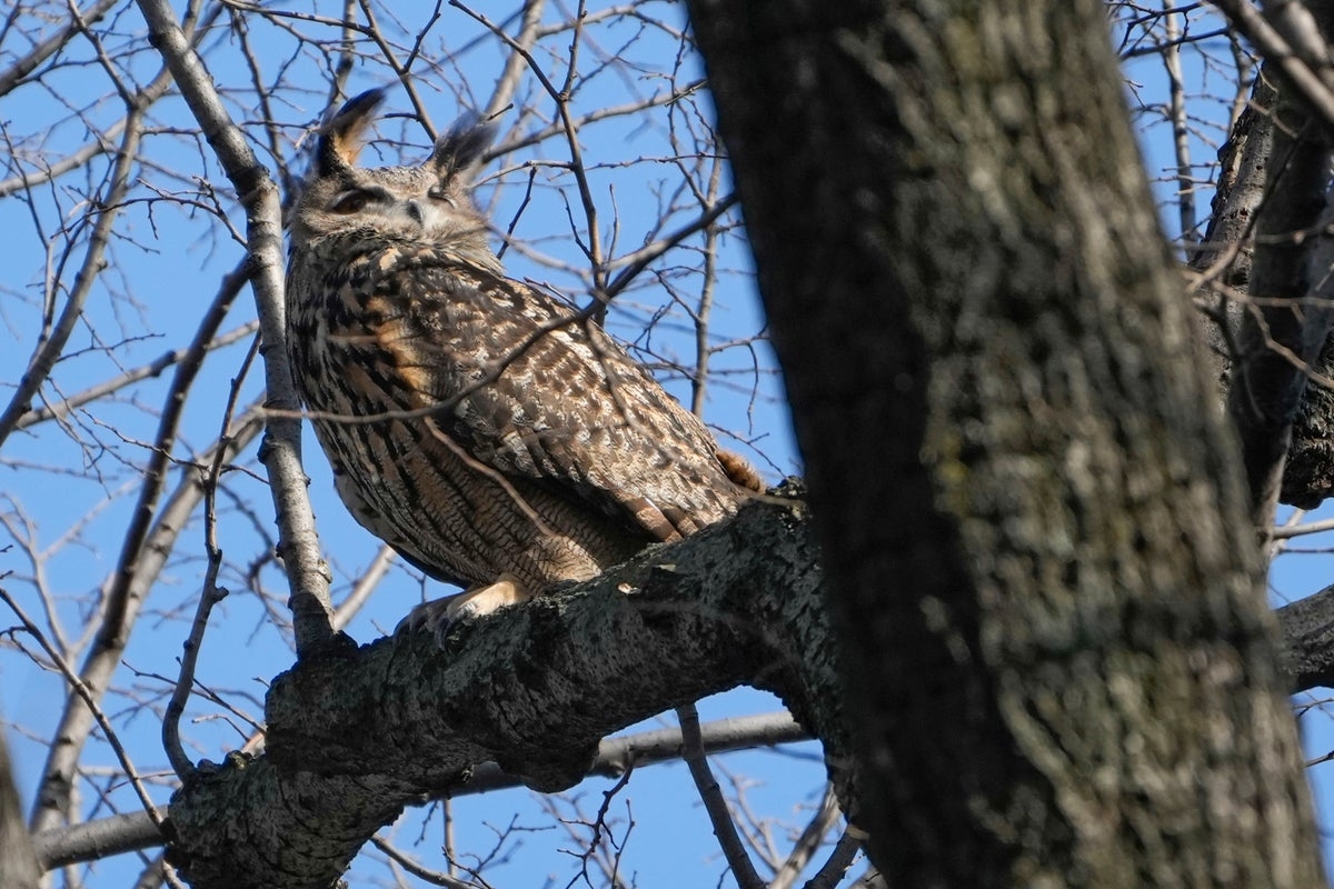 Voices: On discovering the real sex of my owl, I began to hatch a plan