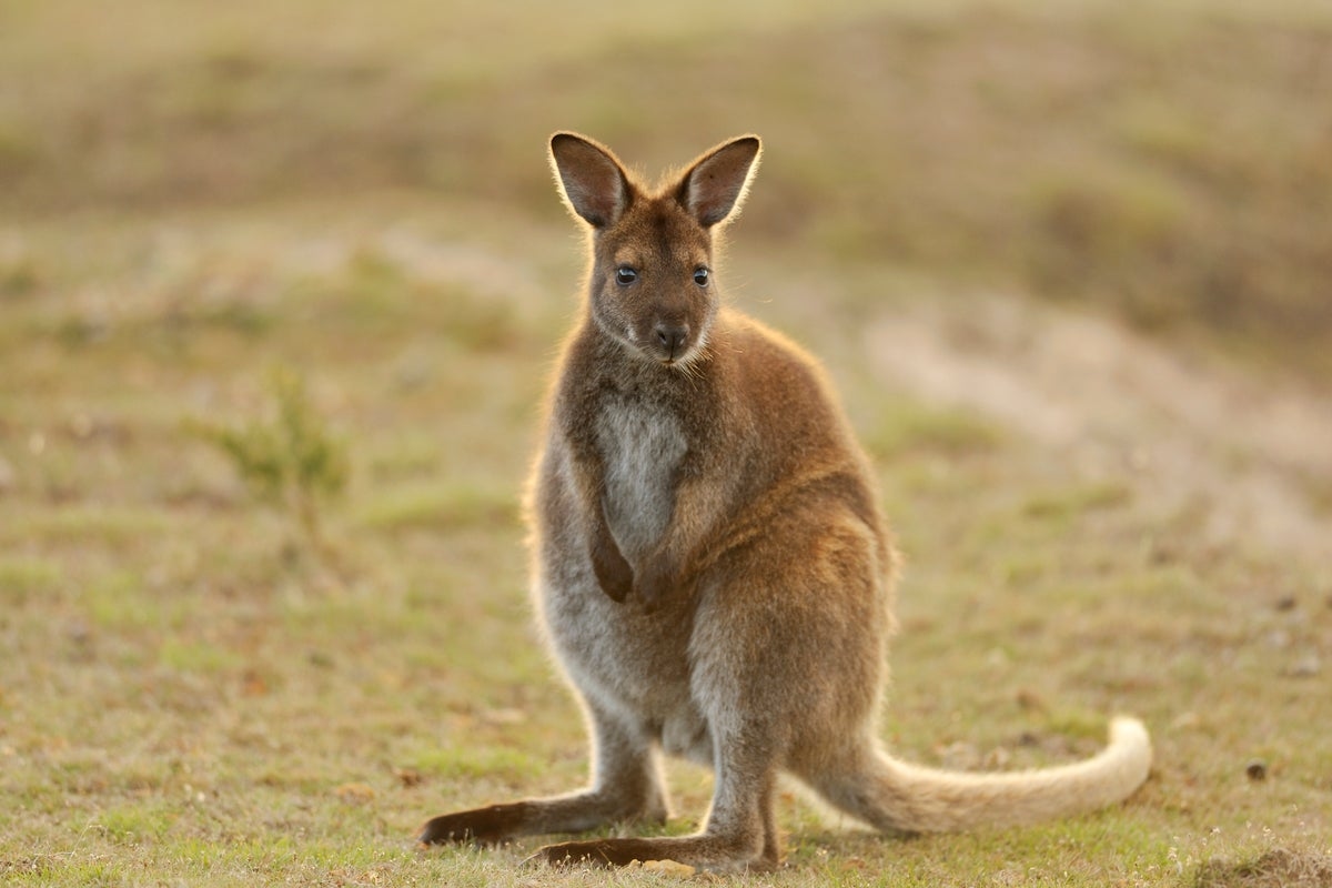 Sightings of mystery wallaby on the loose on Norfolk-Suffolk border