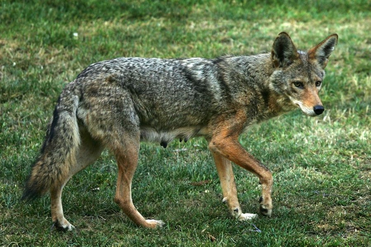 ‘I was just yelling': 6-year-old boy attacked by coyote while watching his sister's softball game