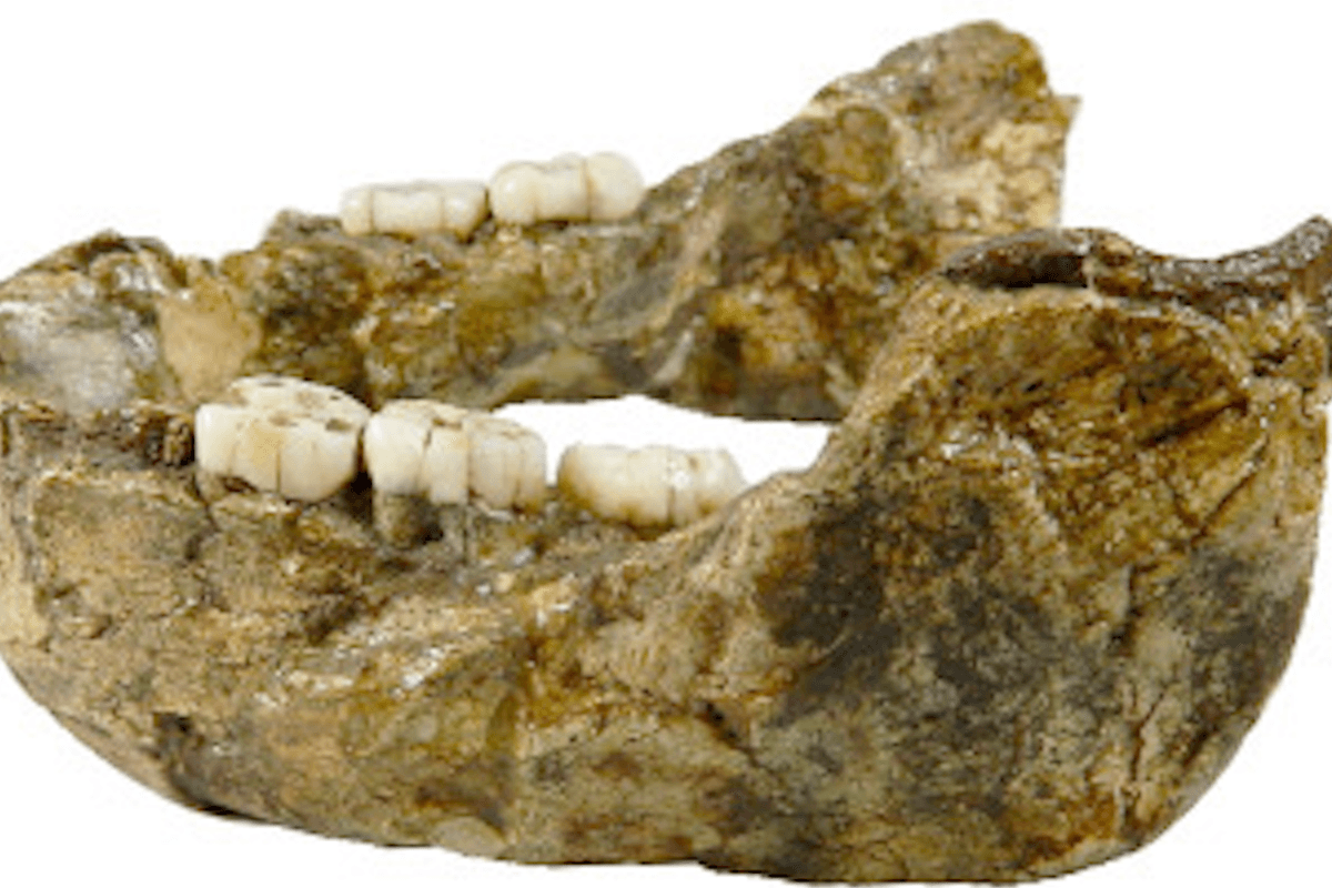 Strange 1.4 million-year-old fossil traced to previously unknown human relative 'nutcracker man'