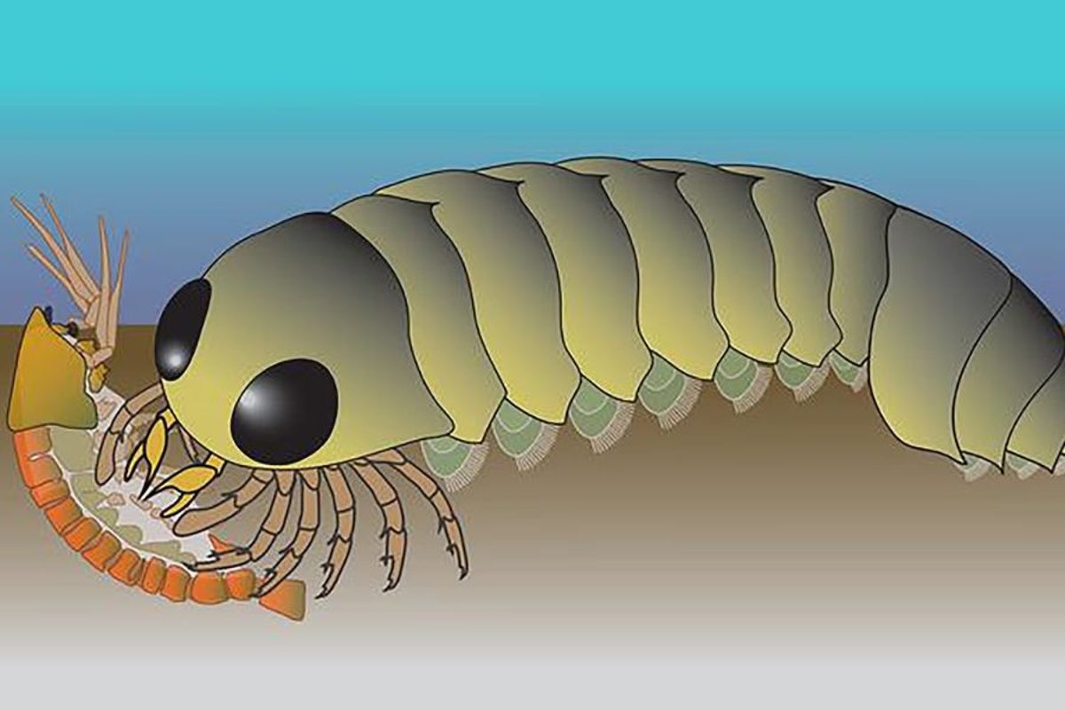 Spiders may have originated in the ocean before adapting to live on land
