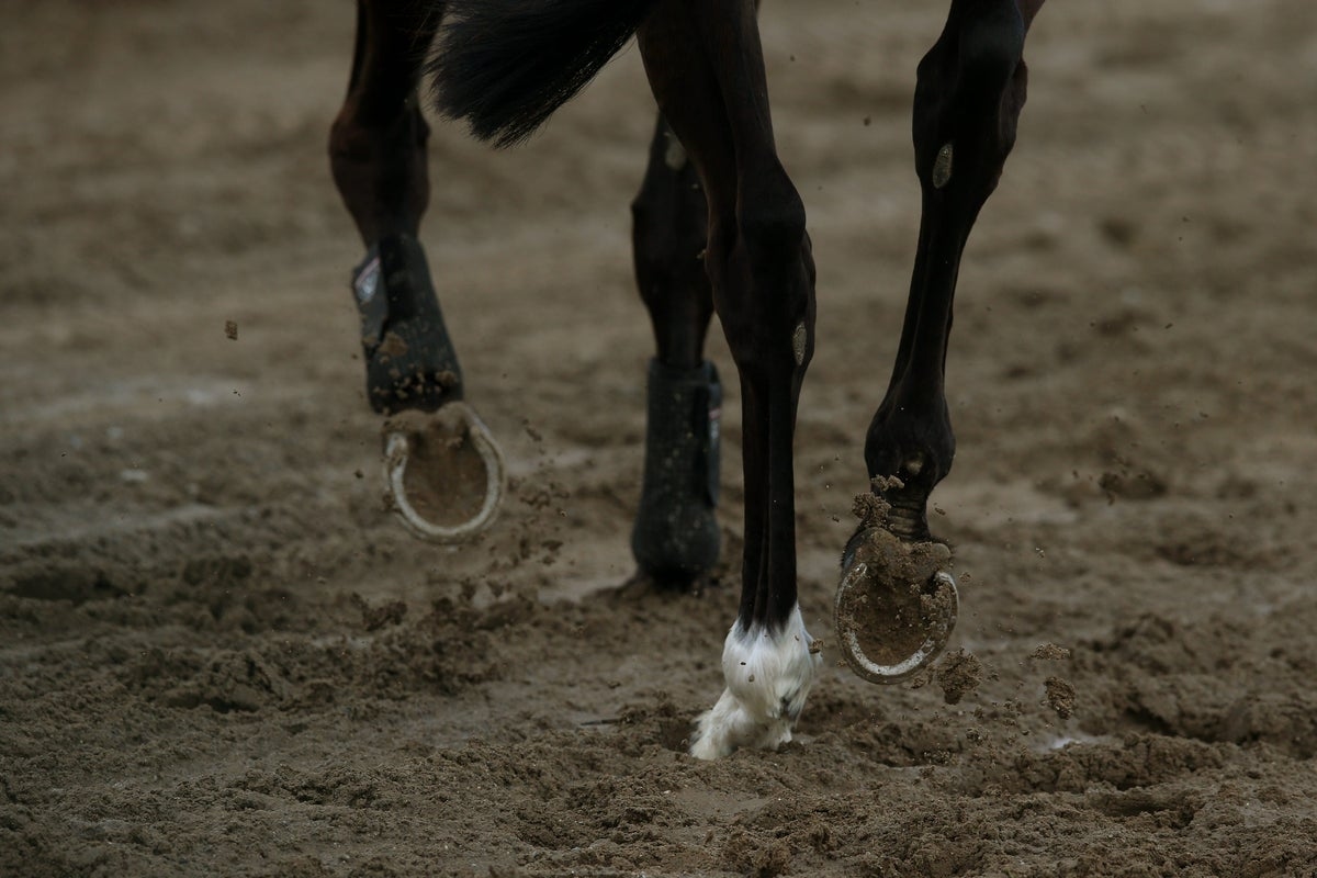Horse rider dies after fall at fence during competition