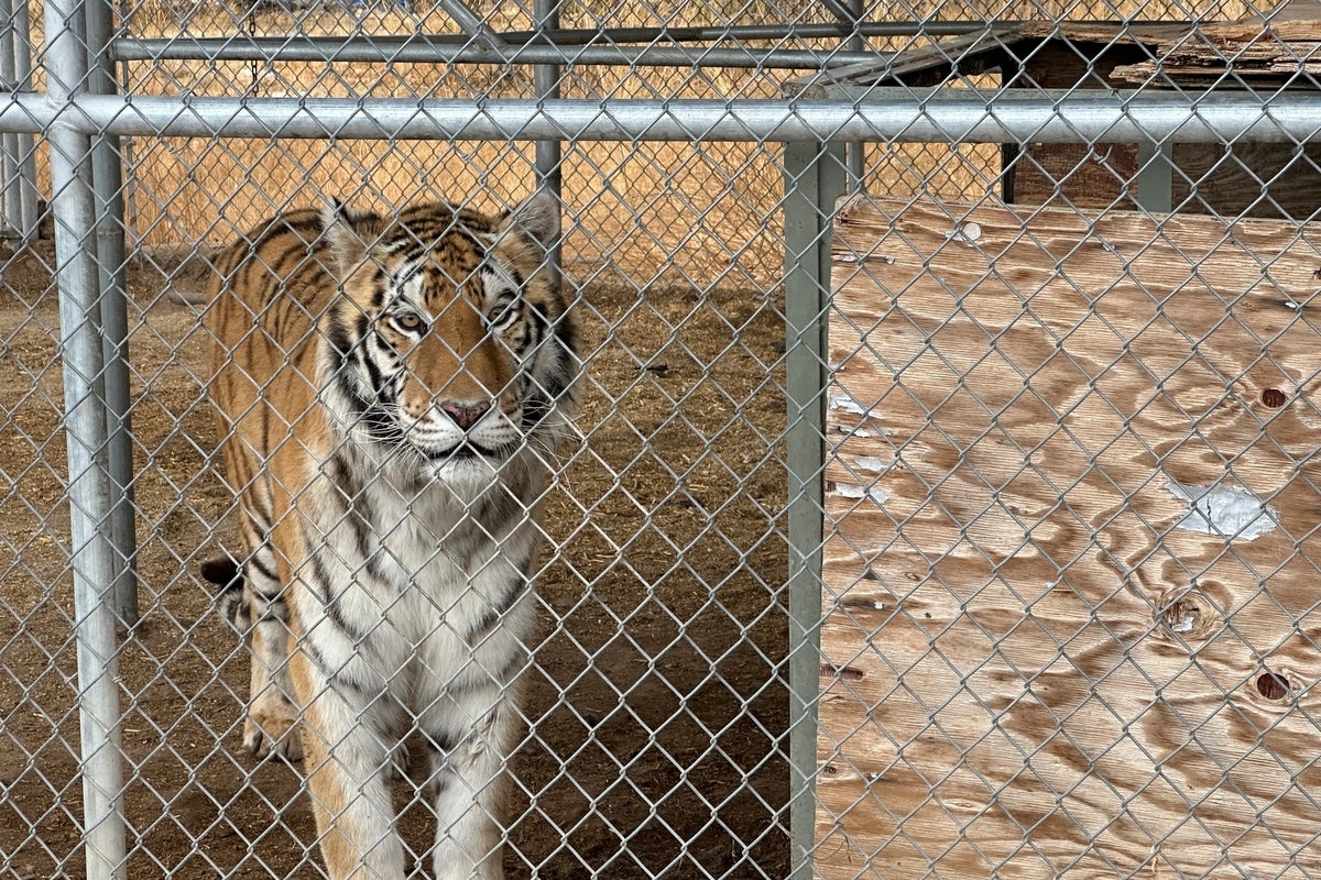 Seven tigers seized from Nevada residence of exotic animal dealer