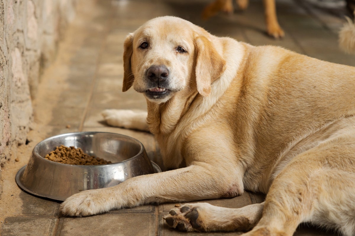 ‘Ozempic for dogs' may be the next big thing in pet health