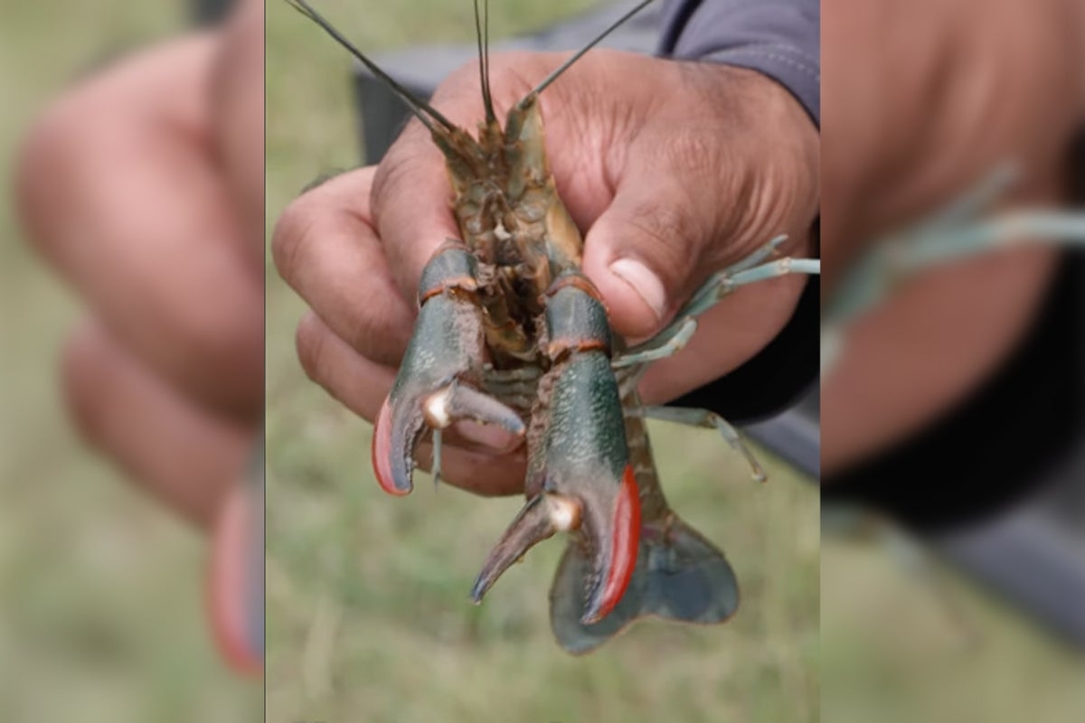 Invasive Australian crayfish in Texas waters causing concern for wildlife