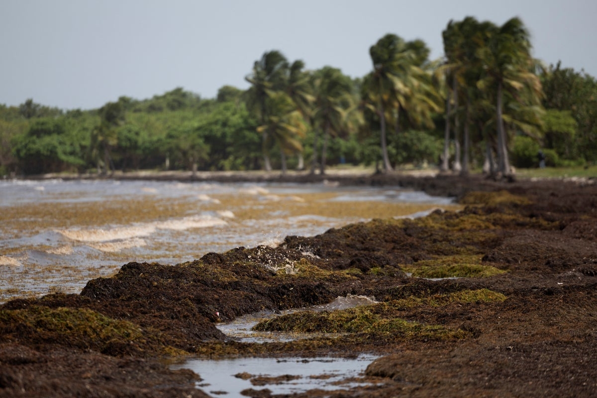 A mystery wave of seaweed is causing a stink in the Caribbean