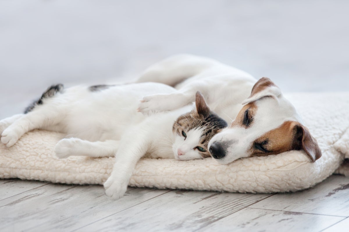 Cats and dogs are evolving to look alike, and it's all humans' fault