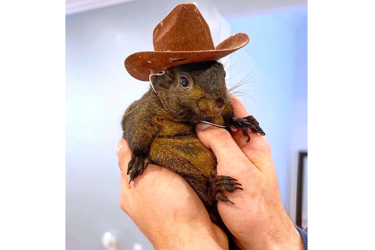 New York state could owe $10M for internet famous P'Nut the Squirrel's execution