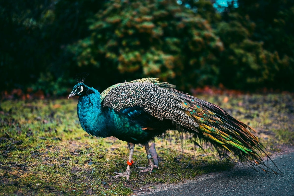 Peacocks are overwhelming an Orlando neighborhood: ‘There's feces everywhere'