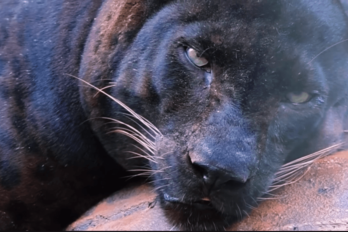 Zoo defends treatment of ‘chonky' leopard Apoh after TikTok post goes viral