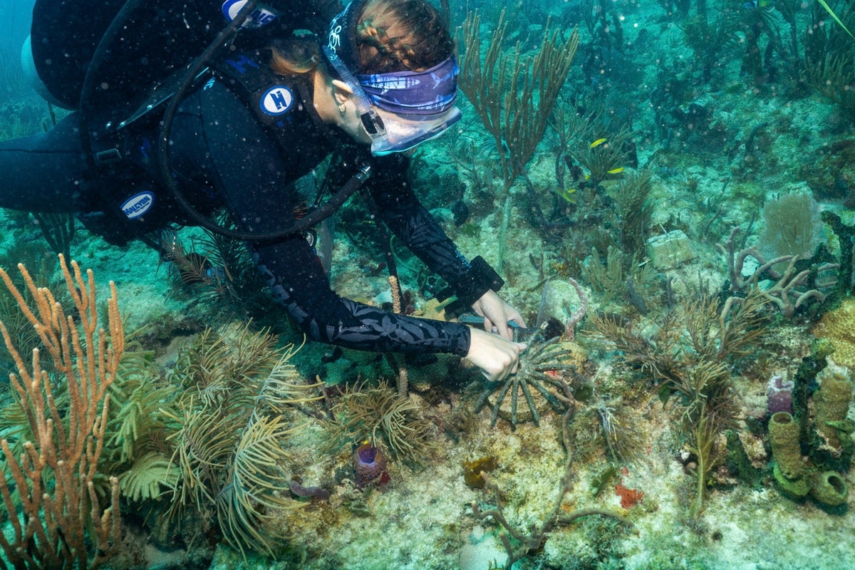 Coral transplants could help save Miami's iconic reefs from climate change