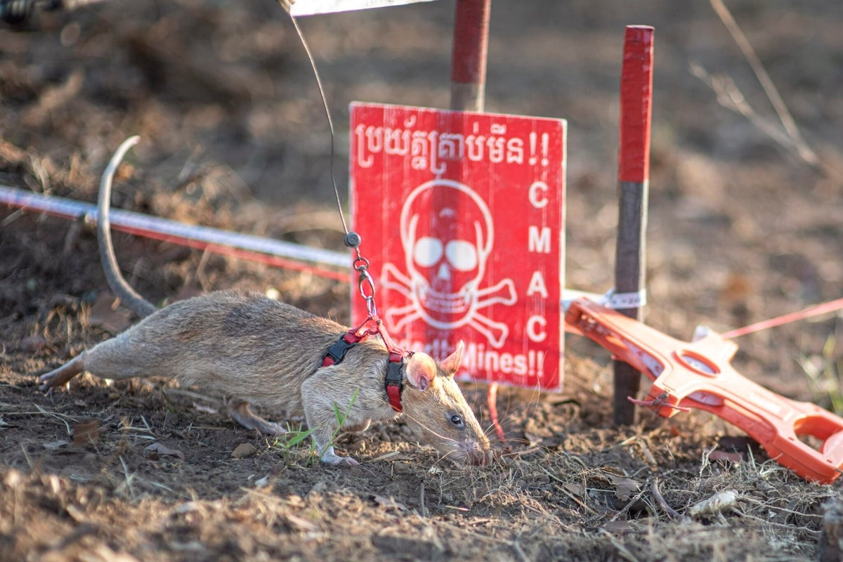 Ronin the rat breaks world record in Cambodia by detecting more than 100 landmines