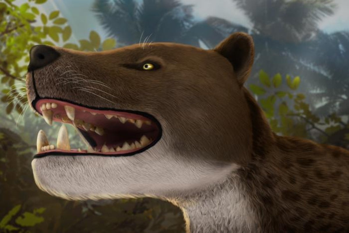 Rare Egyptian skull sheds light on ‘fearsome' new 30-million-year-old leopard-sized predator
