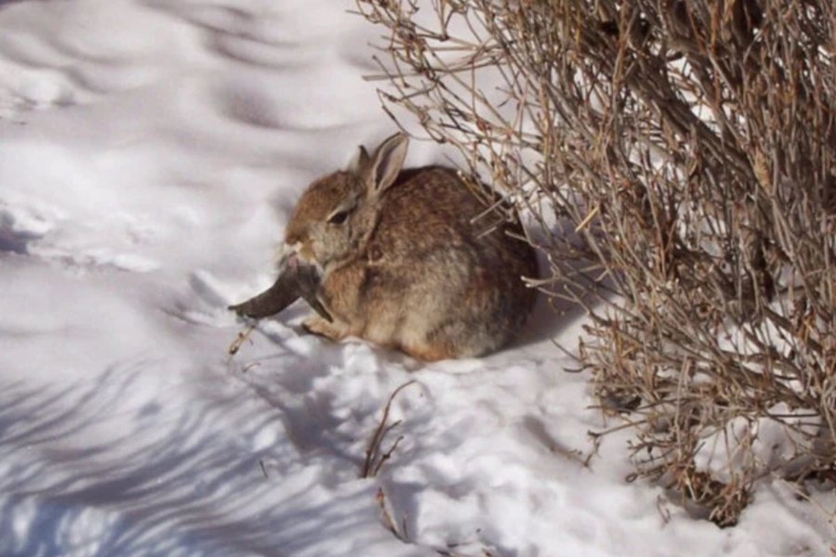 ‘Zombie' rabbits with black horns and mouth tentacles are invading Colorado backyards