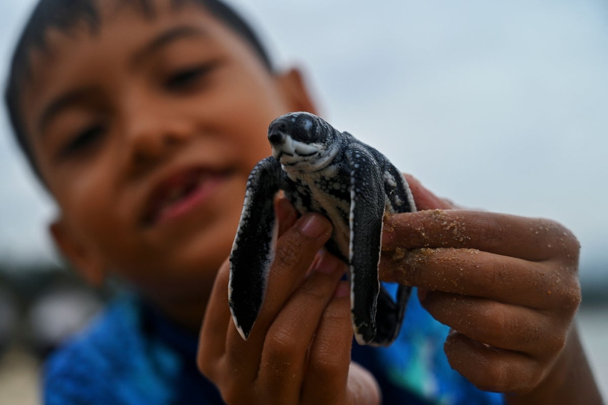 Most of the world's sea turtle populations are rebounding – even amid climate change threats