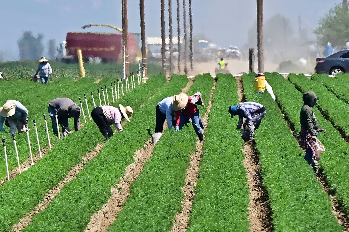 Trump admits his anti-immigration agenda is hurting farmers and hotels: ‘Taking very good workers away'