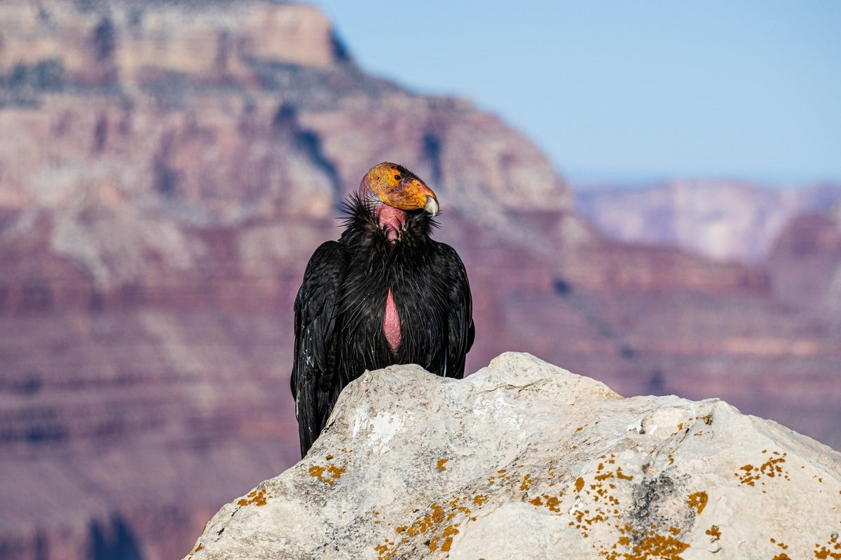 Trump administration is working to end habitat protections for endangered animals, environmental groups say