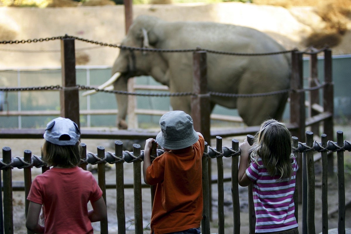 ‘Where are Billy and Tina?' Activists outraged after two Asian elephants vanish from the Los Angeles Zoo