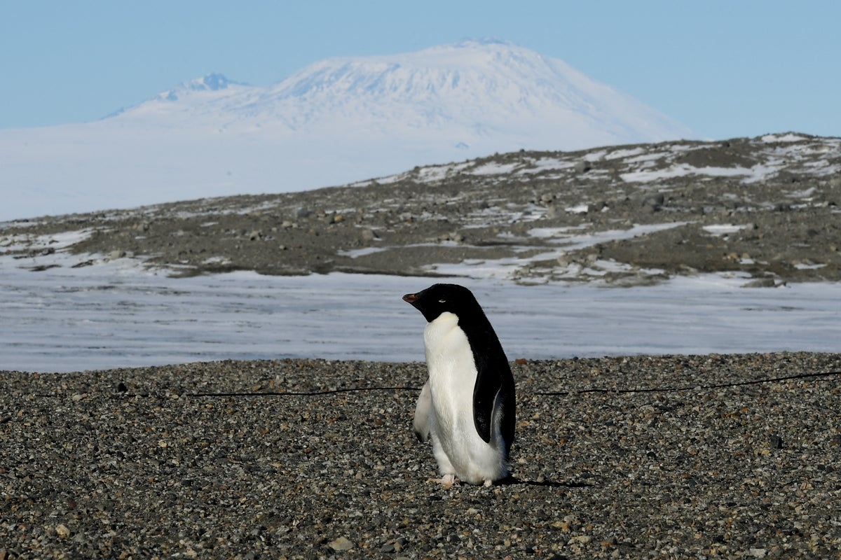 Penguin poop is creating more clouds. Here's how