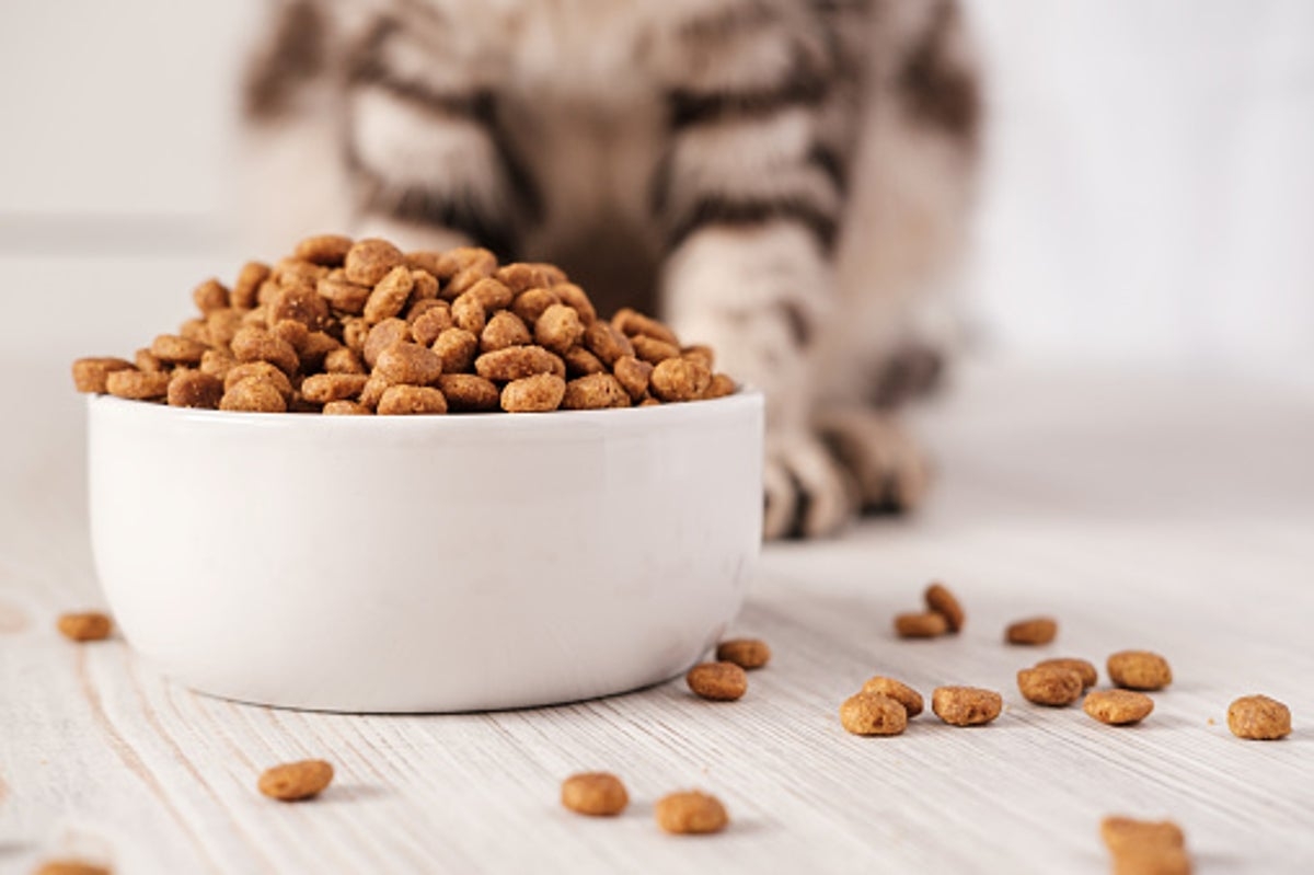 Popular puppy and kitten food recalled due to salmonella and listeria risk