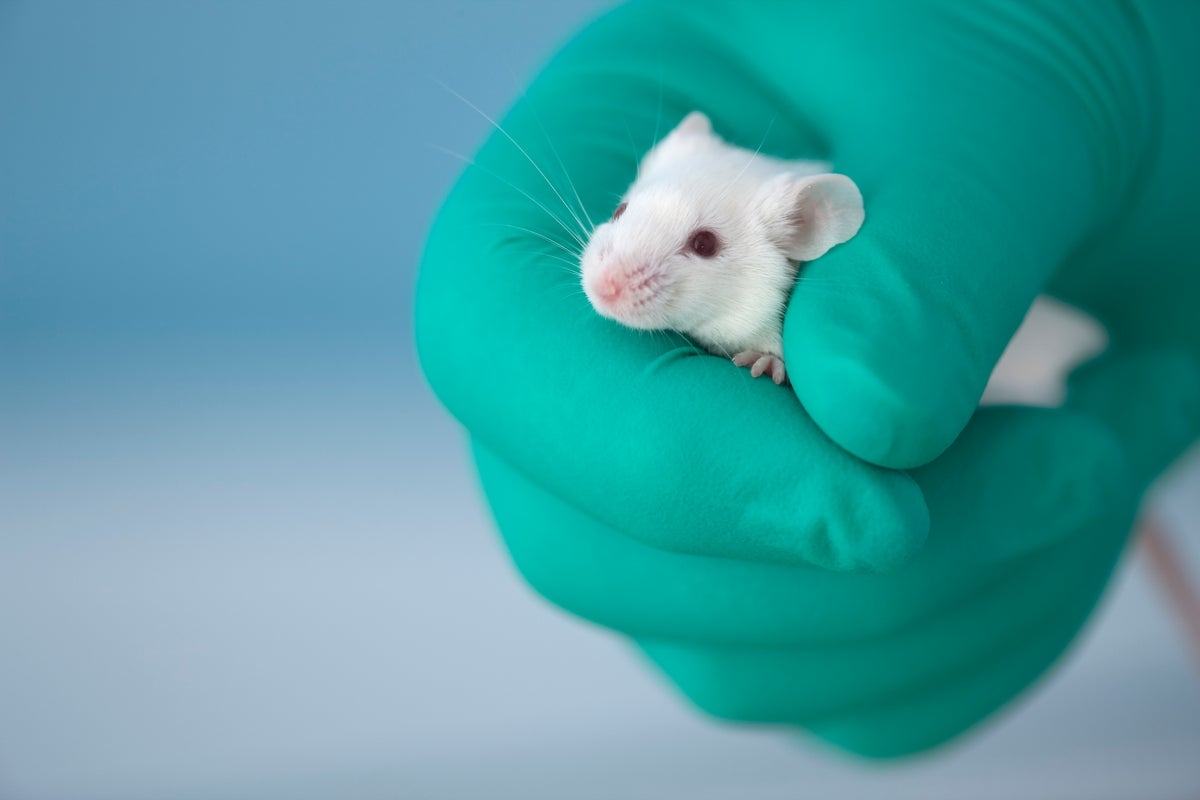 How the Trump administration's health cuts could kill thousands of test animals