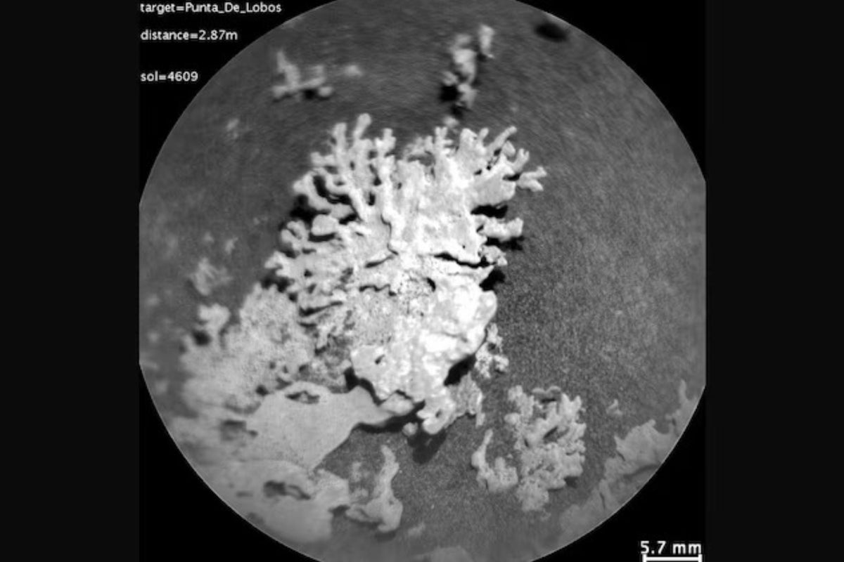 NASA Curiosity rover discovers coral-like flower-shaped rocks on Mars