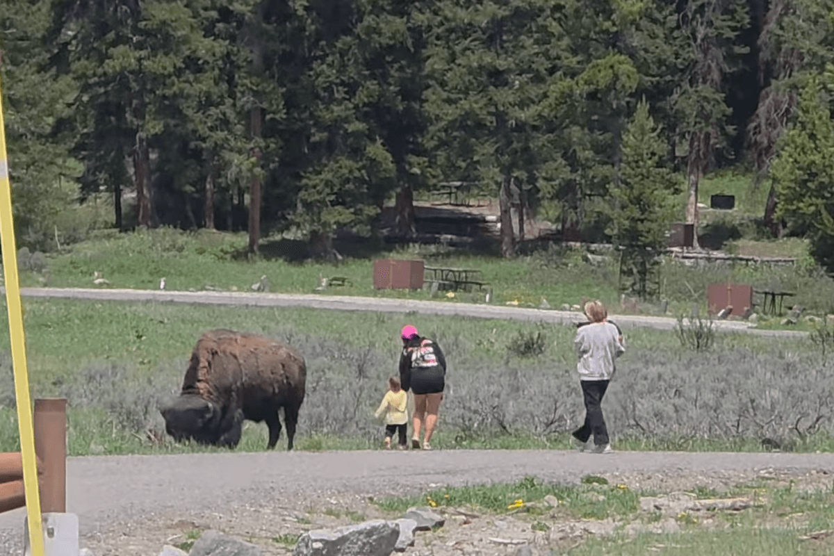 ‘Touron' sparks outrage after walking toddler up to wild bison inside Yellowstone National Park: ‘I was shocked'