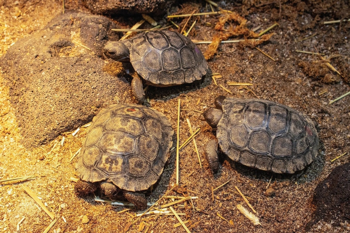 Critically endangered tortoises hatched for the first time in zoo's 150-year history