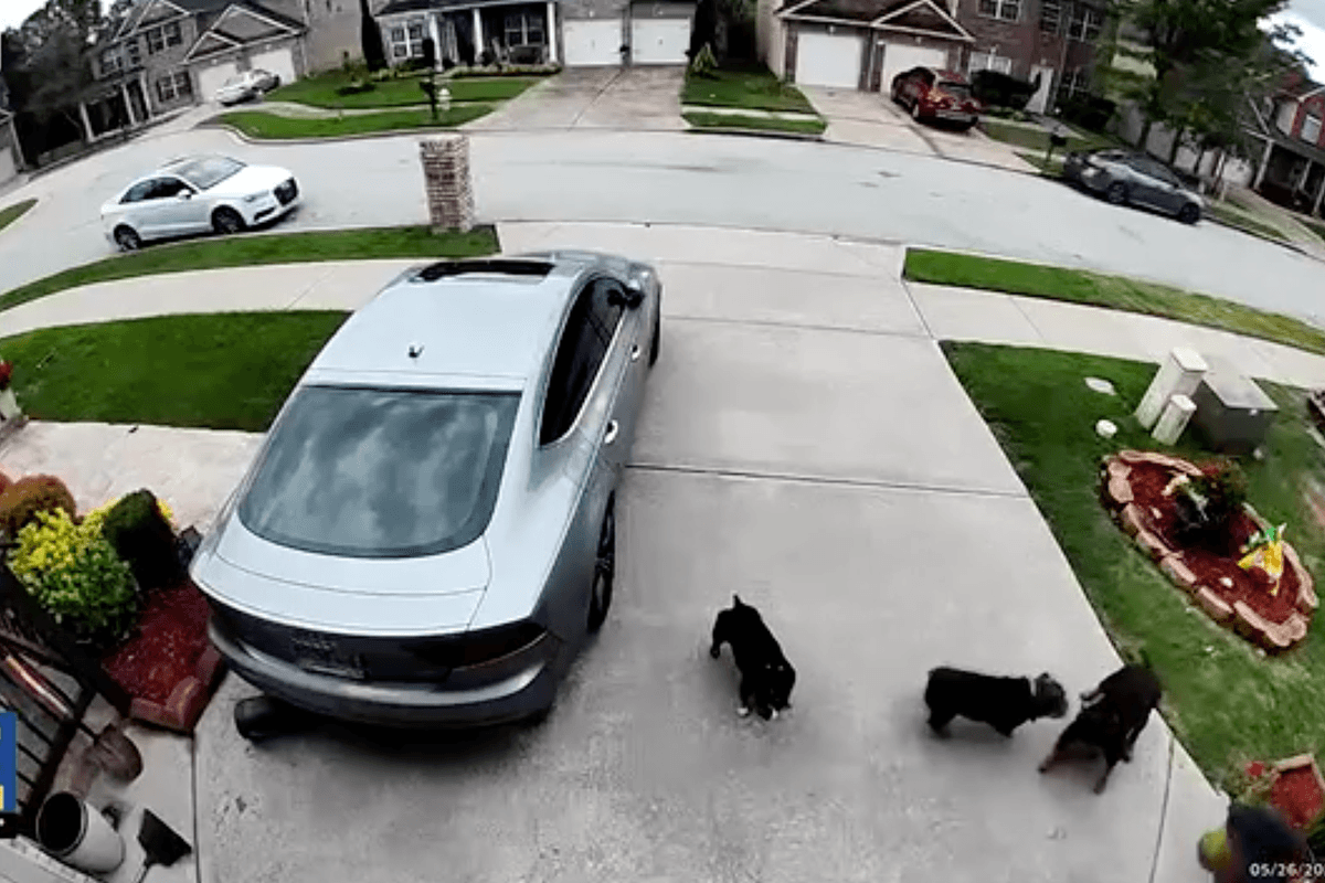 Couple says they are ‘traumatized' after being attacked by three small dogs in their yard