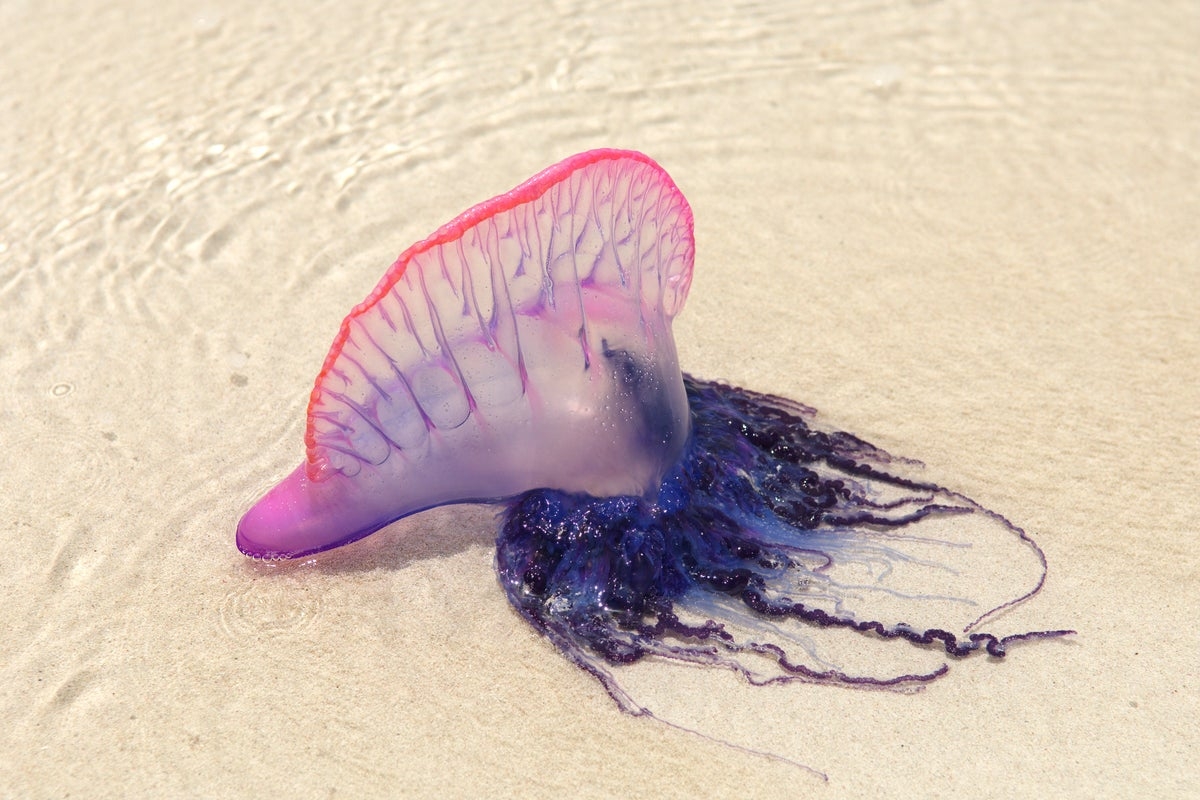 Weird sea creature ‘balloons' are washing up on North Carolina beaches - here's what they are