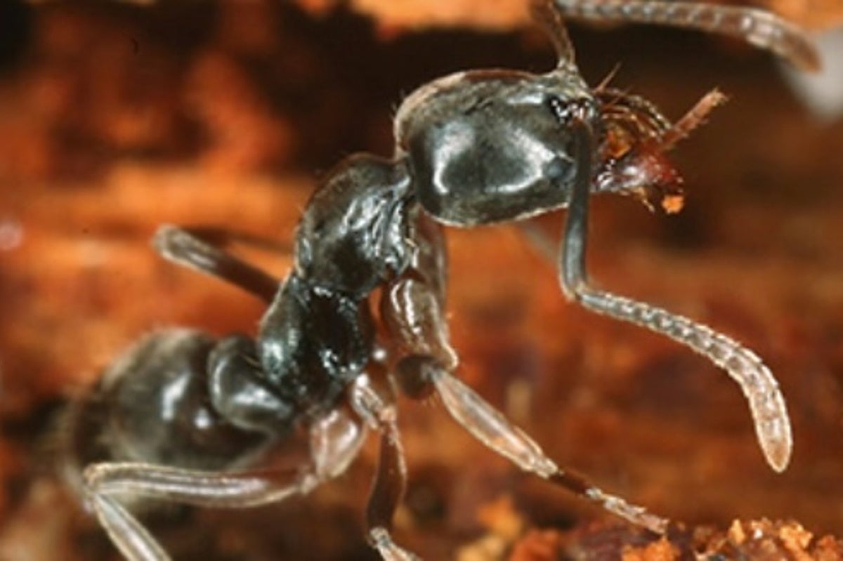 An invasive venomous ant is spreading in the US — here's where people should watch out because a sting can be fatal