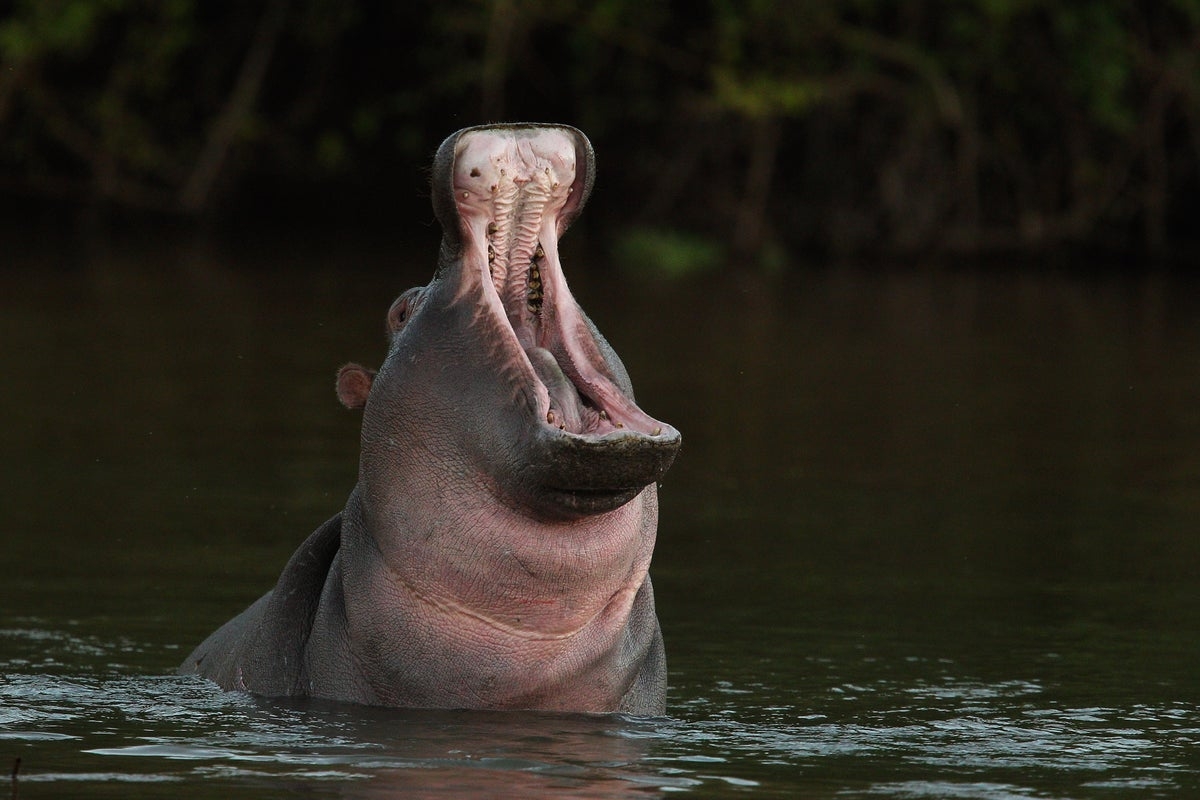 New Jersey man sues after his wife was killed by a rampaging hippo while on safari in Zambia
