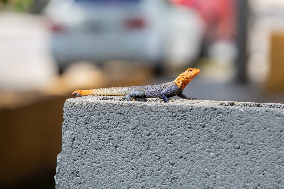 Strange-looking orange lizards are popping up across Florida. Here's how they could upend its ecosystems