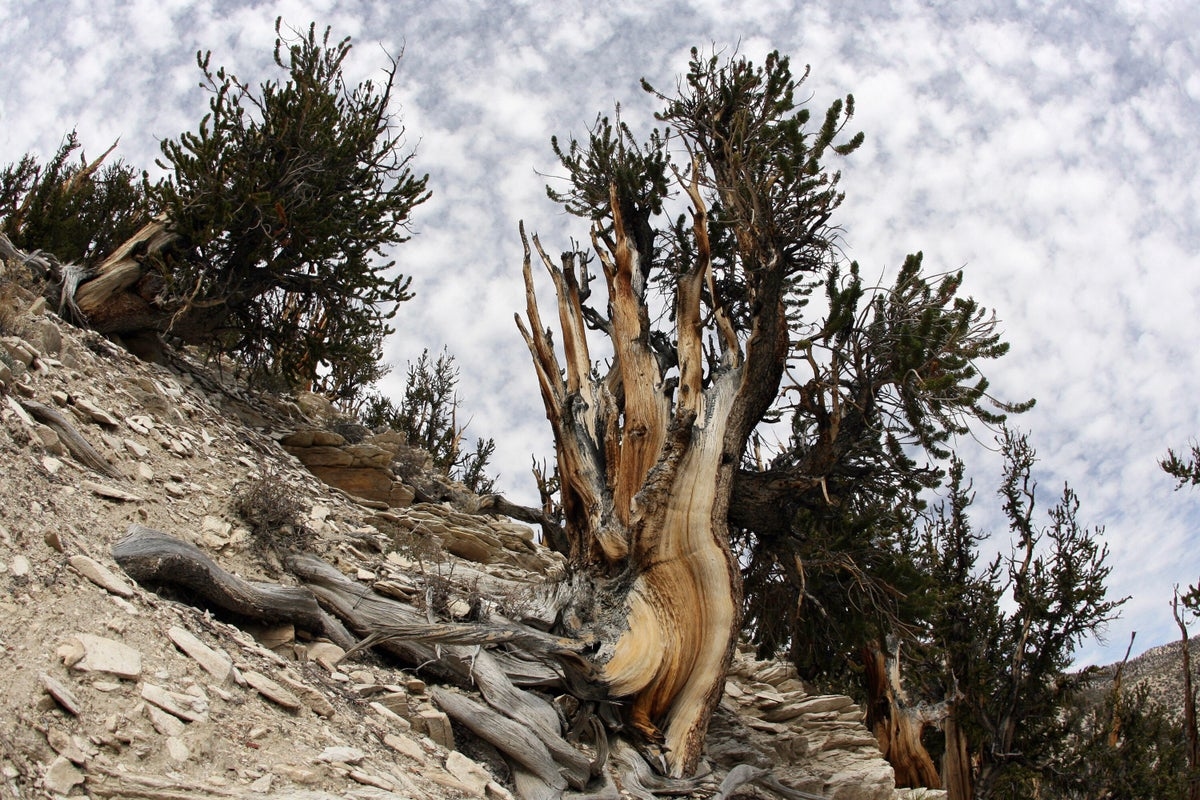 This California forest has a tree that's nearly 5,000 years old. But its location is a closely guarded secret