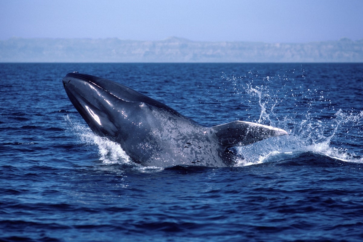 Blue whales have gone silent. Why that has scientists worried about Earth's biggest animals ... and the ocean