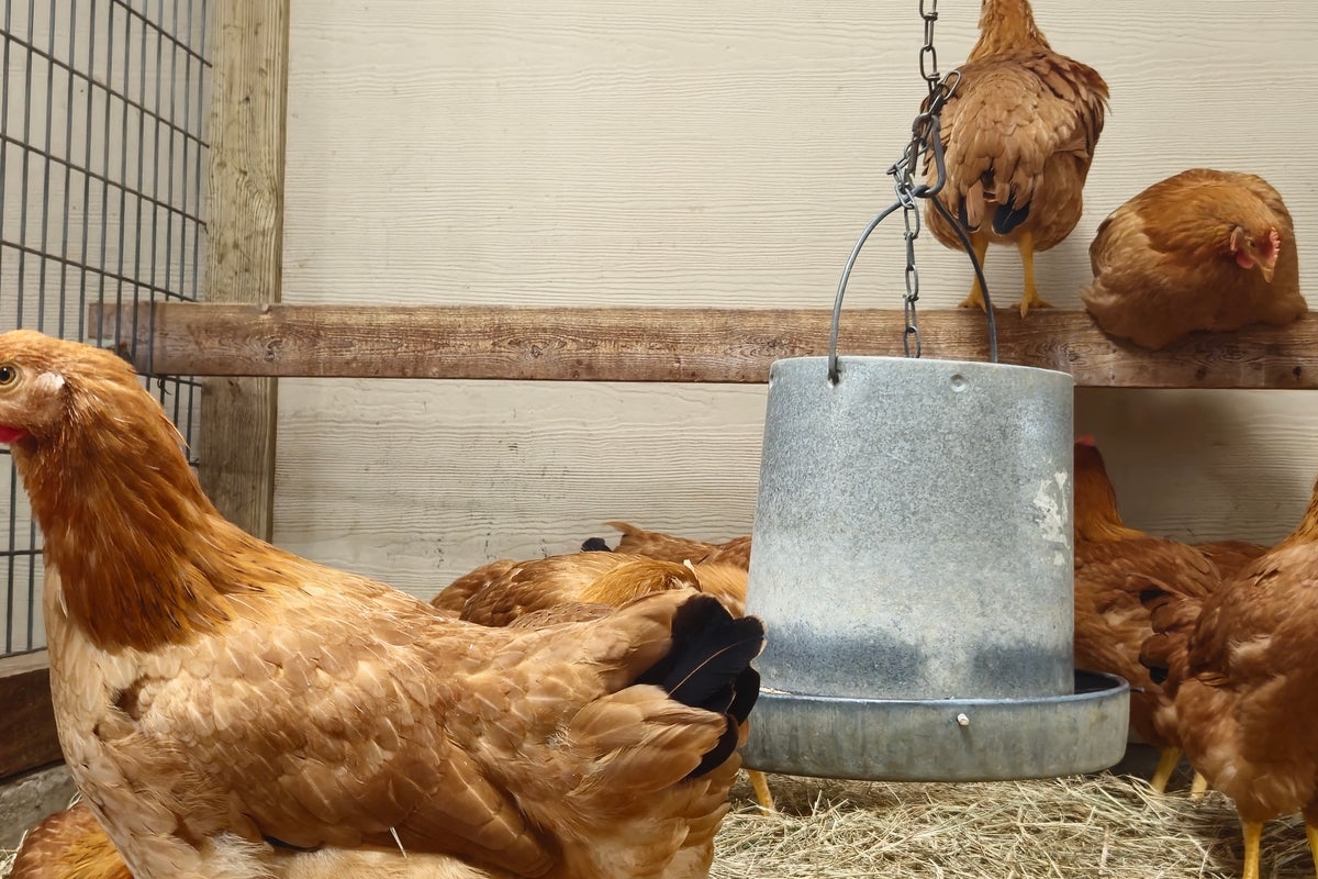Trump team reportedly lays off some staff working on bird flu response even as disease spreads
