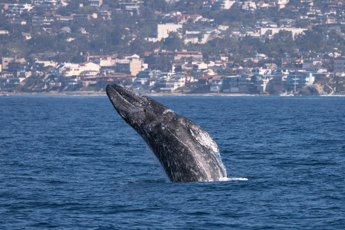 Gray whales are dying again off the Pacific Coast. Scientists look at if climate change is to blame