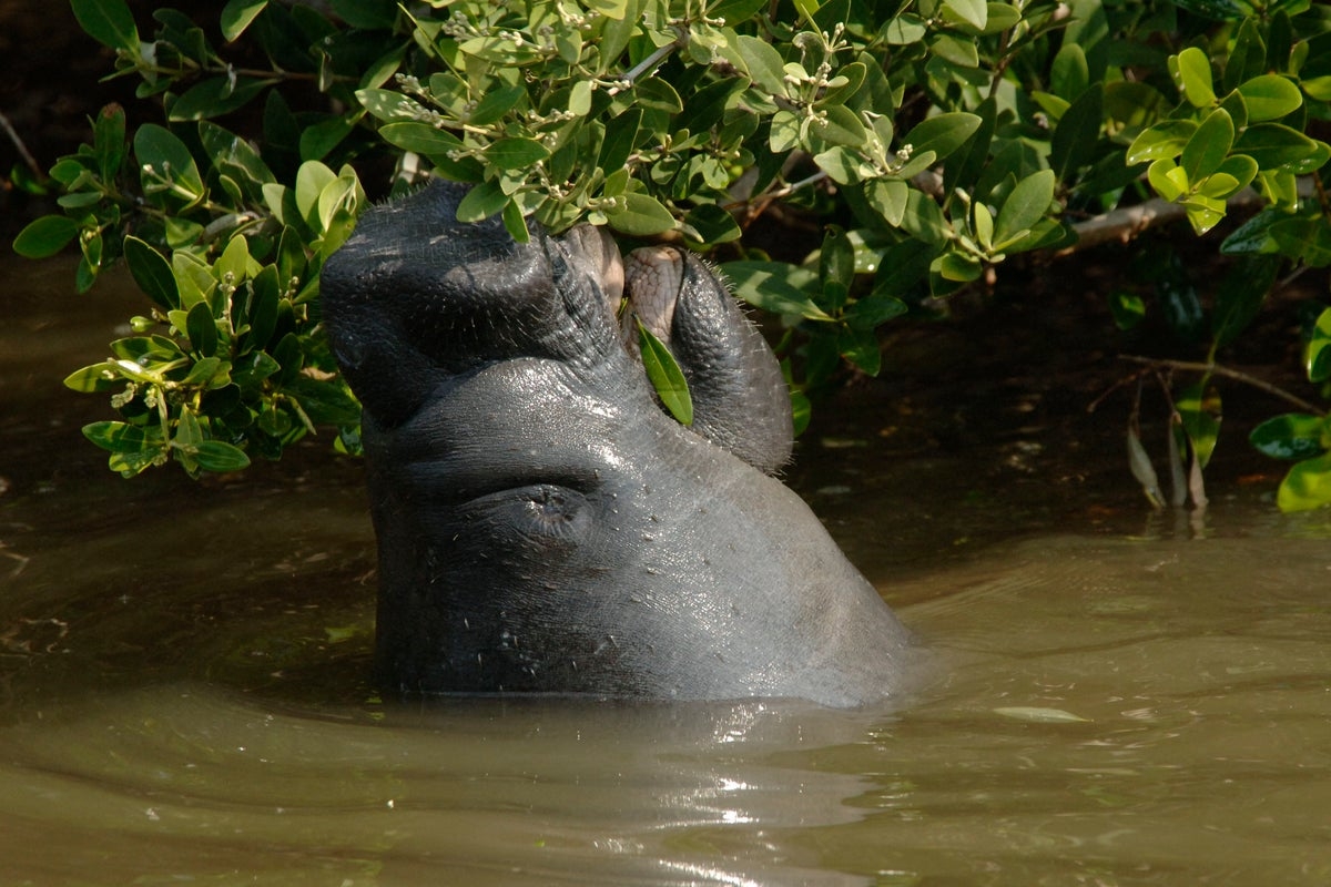 Beloved manatees had their day - but their homes remain in danger