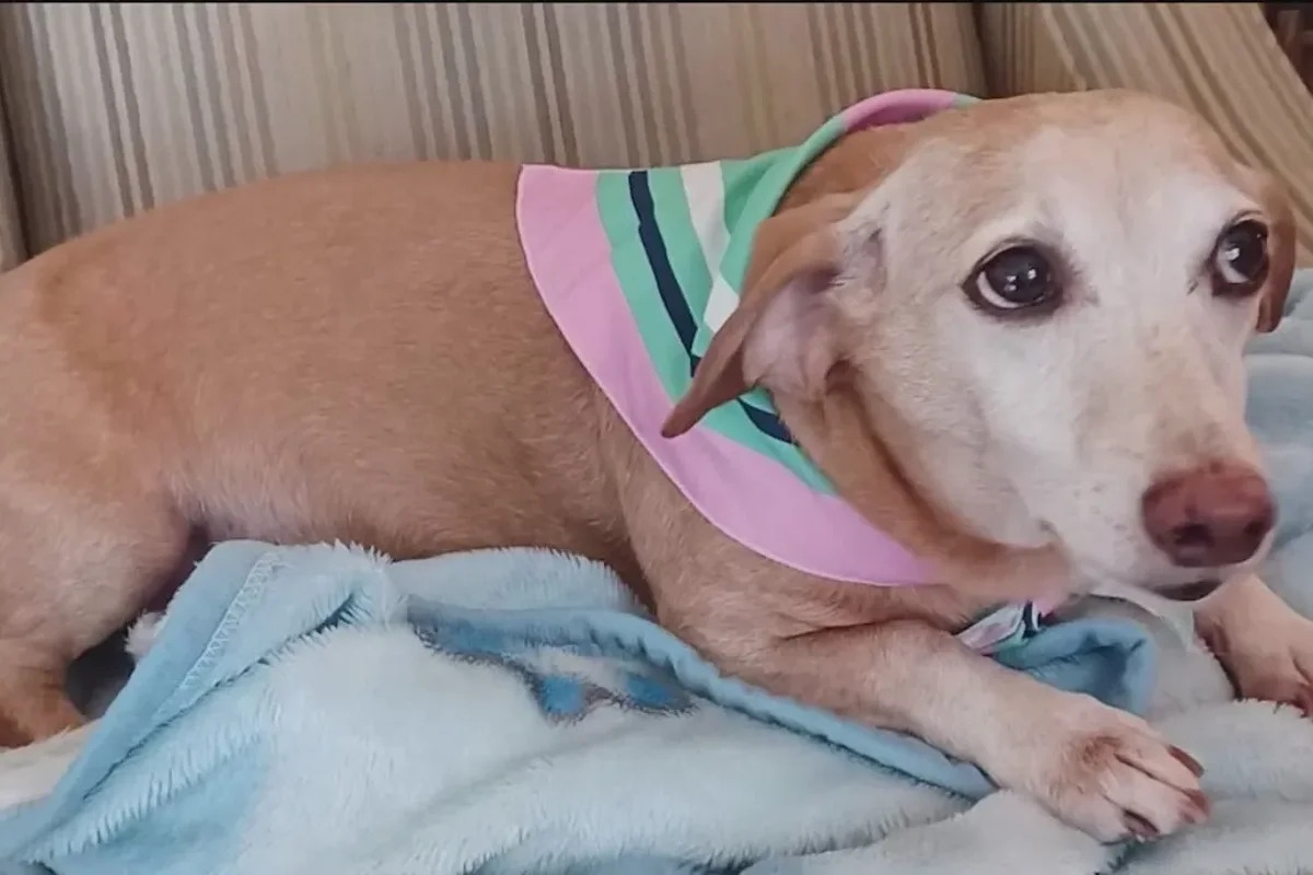 Blind man walks 7 miles a day handing out flyers to find his stolen service dog: ‘Bam Bam means the world to me'
