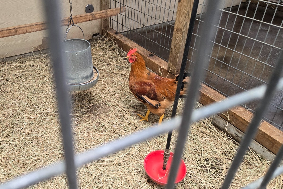 Bird flu has wiped out more than 30 million chickens so far this year