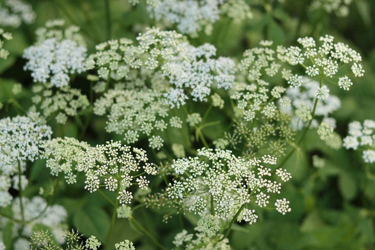 Poison hemlock is spreading across the US. Here's how to get rid of it