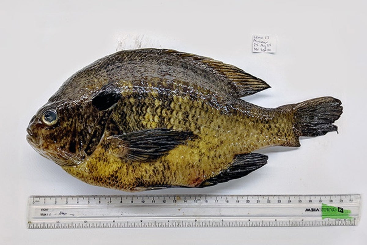 California fish carry human-infecting parasites that can cause stroke or heart attack, researchers find