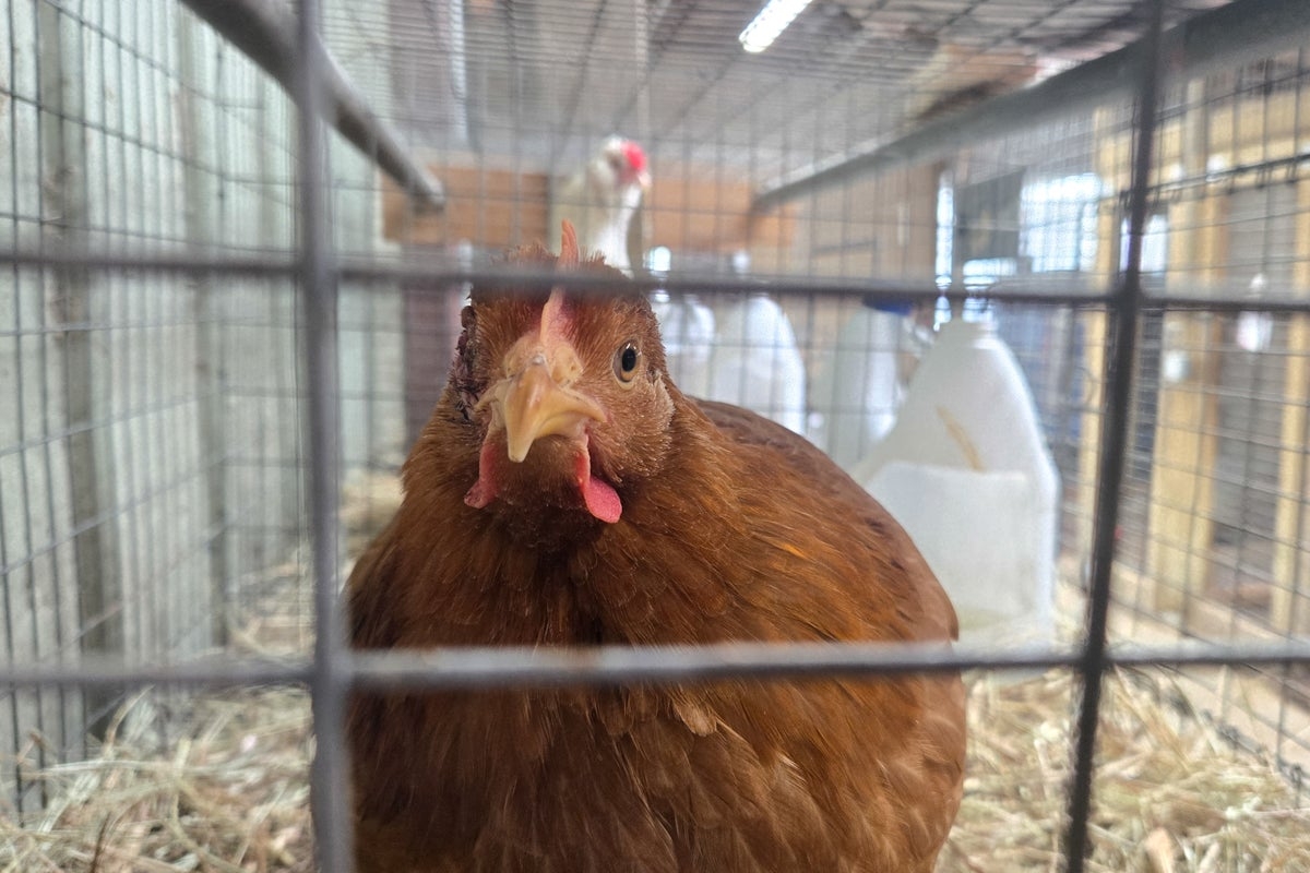 HHS cancels funding for bird flu vaccine development because of RNA concerns