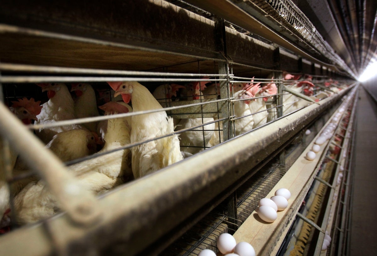 Trump promised to lower egg prices on ‘day one.' Now his administration admits there's no ‘silver bullet'