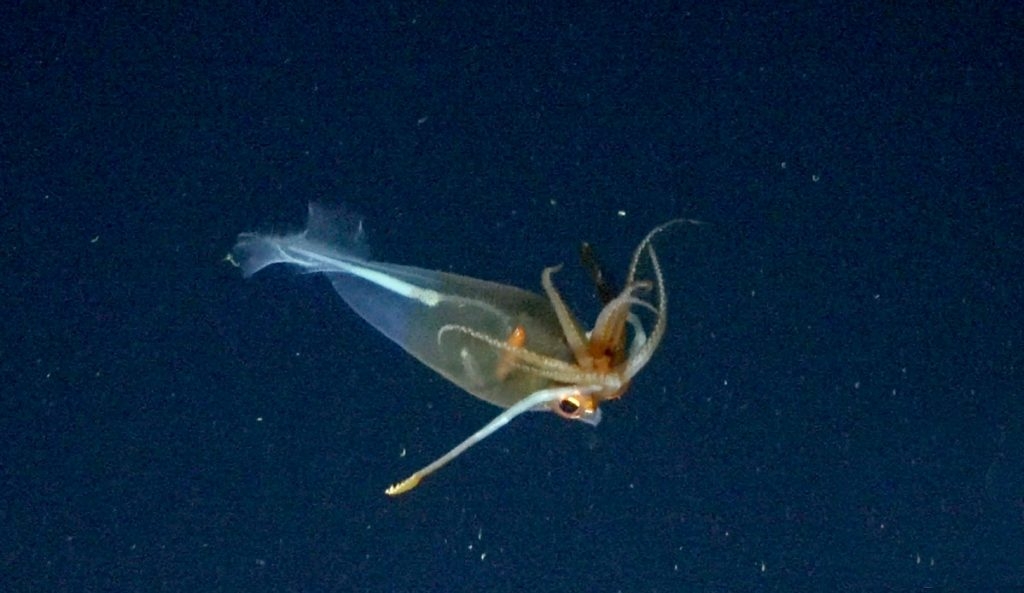 Glacial Glass Squid Filmed for the First Time In This Beautiful Footage